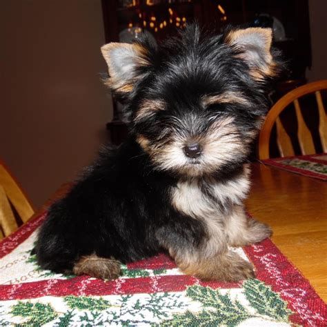 Featured Listings. . Puppies for sale lexington ky